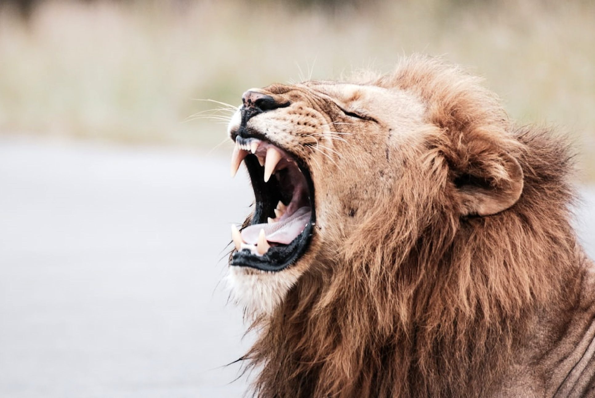 Roar Like a Lion with Spiritual Courage